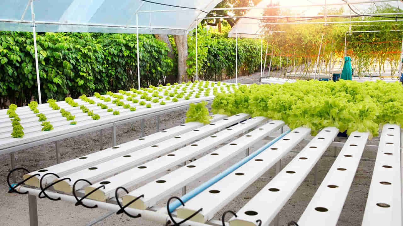 Hydroponic System: నీరు ఉంటే చాలు భూమితో పనే లేదు.. పంటల సాగులో నయా విప్లవం.. విస్తరిస్తున్న హైడ్రోఫోనిక్స్ వ్యవసాయం..