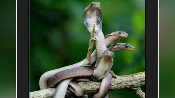King Cobra: అబ్బ తమ్ముడూ.. కింగ్ కోబ్రాలన్నీ ఎవరికో స్పాట్ పెట్టేశాయిగా.. గ్రూప్ మీటింగ్లో సీరియస్ డిస్కషన్