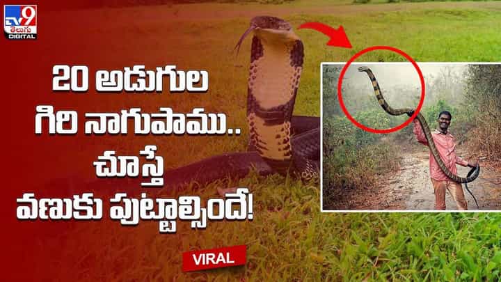 20 అడుగుల గిరి నాగుపాము.. చూస్తే వణుకు పుట్టాల్సిందే !! 20 అడుగుల గిరి నాగుపాము.. చూస్తే వణుకు పుట్టాల్సిందే !!