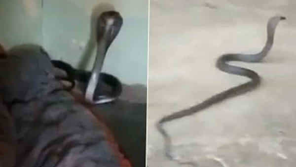 King Cobra: అర్ధరాత్రి యువకుడి దుప్పట్లో దూరిన నాగుపాము.. ఆతర్వాత ఏం జరిగిందంటే?
