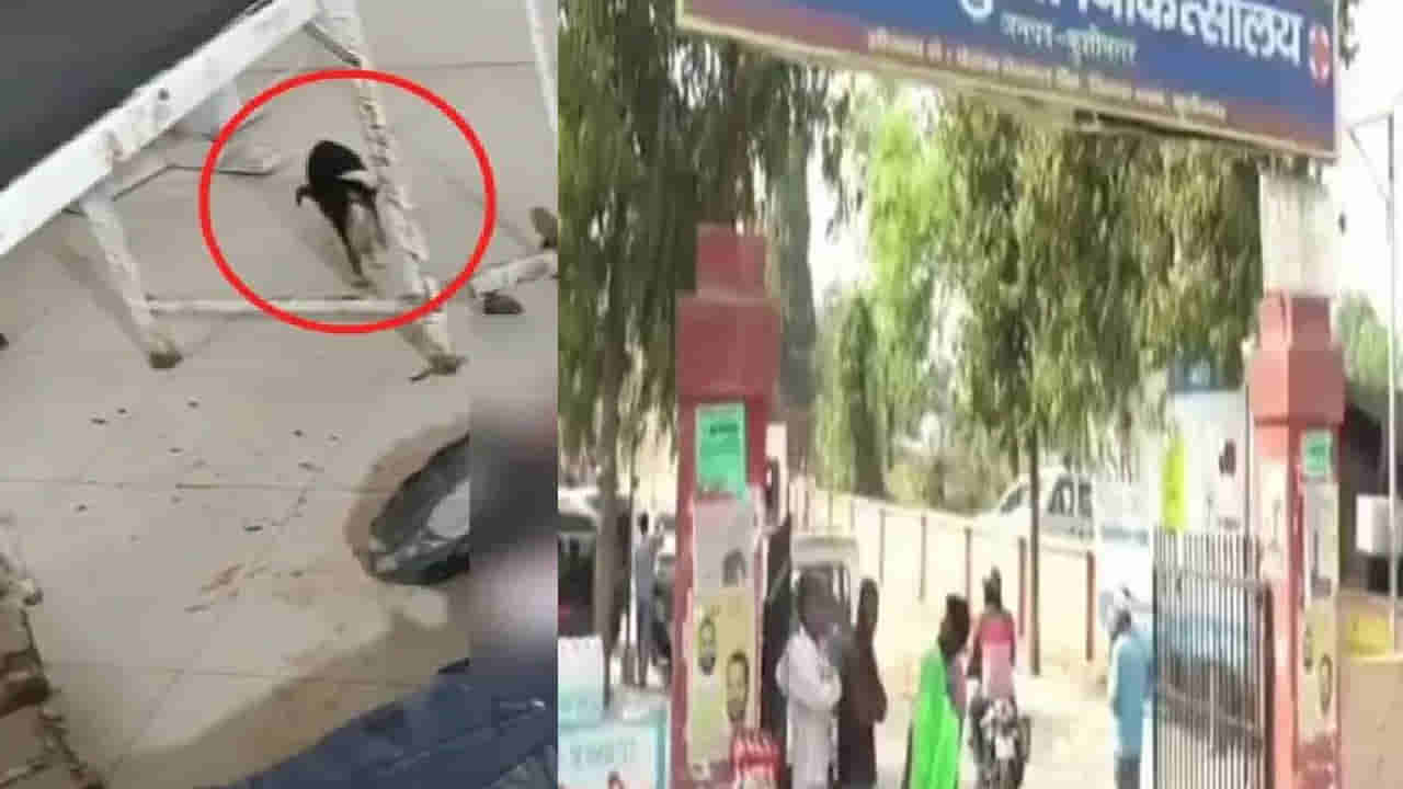 Uttar Pradesh: ప్రభుత్వాసుపత్రిలో అమానుష ఘటన.. రోగి రక్తం పీల్చుకుని తాగిన శునకం..