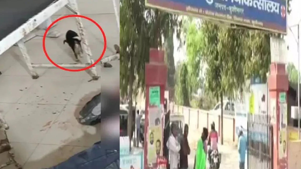 Uttar Pradesh: ప్రభుత్వాసుపత్రిలో అమానుష ఘటన.. రోగి రక్తం పీల్చుకుని తాగిన శునకం..