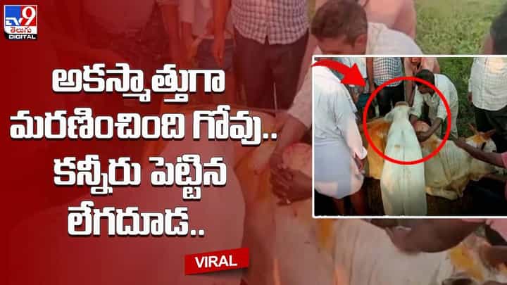 అకస్మాత్తుగా మరణించింది గోవు.. కన్నీరు పెట్టిన లేగ దూడ.. అకస్మాత్తుగా మరణించింది గోవు.. కన్నీరు పెట్టిన లేగ దూడ..