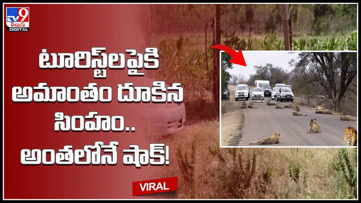 Lion attack: టూరిస్ట్లపైకి అమాంతం దూకిన సింహం.. అంతలోనే షాక్..! ఇలా చేస్తుంది అని అసలు ఊహించరు.. Lion attack: టూరిస్ట్లపైకి అమాంతం దూకిన సింహం.. అంతలోనే షాక్..! ఇలా చేస్తుంది అని అసలు ఊహించరు..