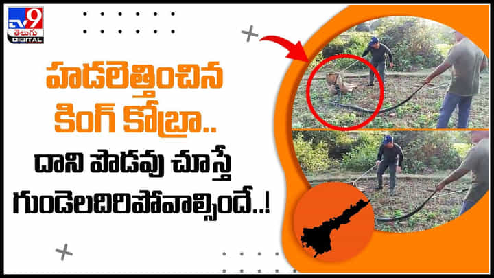 King Cobra: హడలెత్తించిన కింగ్ కోబ్రా.. దాని పొడవు చూస్తే గుండెలదిరిపోవాల్సిందే..! వైరల్ వీడియో. King Cobra: హడలెత్తించిన కింగ్ కోబ్రా.. దాని పొడవు చూస్తే గుండెలదిరిపోవాల్సిందే..! వైరల్ వీడియో.