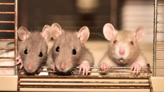 Bharat Jodo Yatra: భారత్ జోడో యాత్రకు మరింత జోష్.. రాహుల్‌లో కలిసి అడుగులేస్తున్న ప్రియాంక గాంధీ..