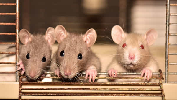 Mice Ate Ganja: పోలీస్ స్టేషన్ నుంచి 500 కేజీల గంజాయి మాయం.. కోర్టుకు ఖాకీలు చెప్పిన కాకి కబుర్లు..