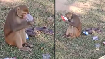 Monkey Video: అసలే కోతి.. ఓ వైపు మద్యం .. మరో వైపు మంచింగ్ కోసం చిప్స్.. నెట్టింట్లో ఫన్నీ వీడియో వైరల్