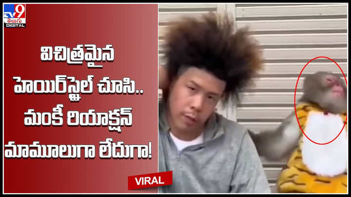 Monkey Reaction: విచిత్రమైన హెయిర్స్టైల్ చూసి.. మంకీ రియాక్షన్ మామూలుగా లేదుగా.!వీడియో Monkey Reaction: విచిత్రమైన హెయిర్స్టైల్ చూసి.. మంకీ రియాక్షన్ మామూలుగా లేదుగా.!వీడియో