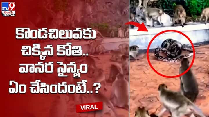 కొండచిలువకు చిక్కిన కోతి.. వానర సైన్యం ఏం చేసిందంటే ?? కొండచిలువకు చిక్కిన కోతి.. వానర సైన్యం ఏం చేసిందంటే ??