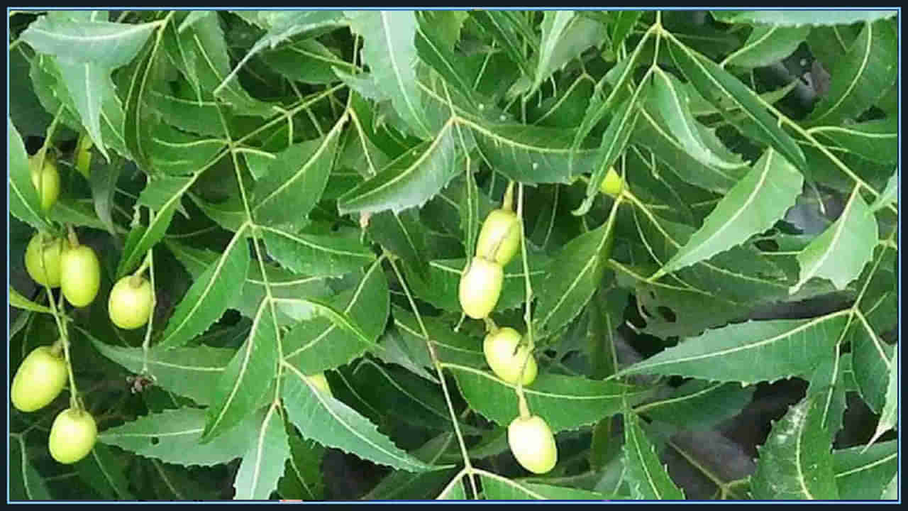 Neem Health: ఫంగల్ ఇన్ఫెక్షన్లకు వేప ఆకులు దివ్యౌషధం.. ఇలా చేస్తే ఎలాంటి సమస్య అయినా పారా హుషార్..