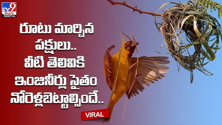 రూటు మార్చిన పక్షులు.. వీటి తెలివికి ఇంజినీర్లు సైతం నోరెళ్లబెట్టాల్సిందే.. రూటు మార్చిన పక్షులు.. వీటి తెలివికి ఇంజినీర్లు సైతం నోరెళ్లబెట్టాల్సిందే..