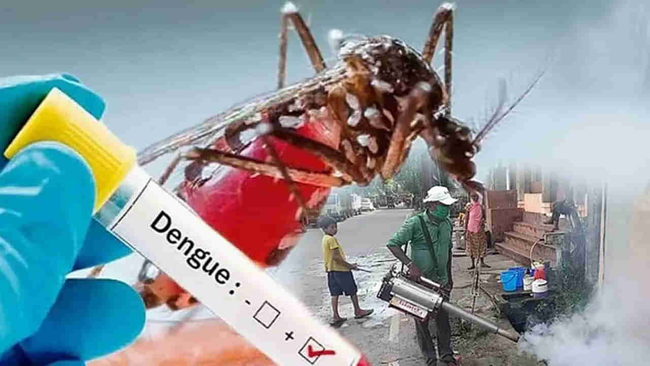 Mosquitoes: పొగ మందు పెట్టినా డోంట్‌కేర్ అంటోన్న డెంగ్యూ దోమలు.. కొత్త పరిశోధనలో షాకింగ్ విషయాలు..