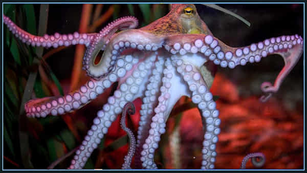 Octopus Facts: ఆక్టోపస్ జీవిత కాలం ఎంత..? దీని గురించి ఎన్నో ఆసక్తికర విషయాలు