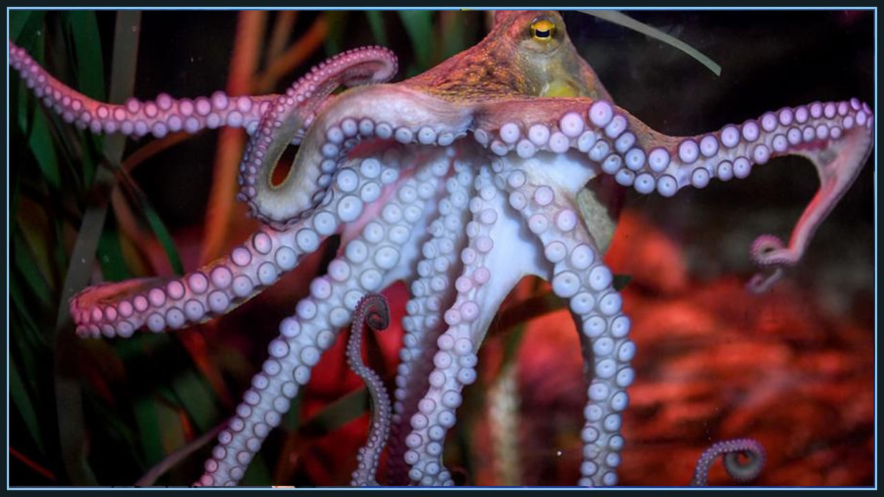 Octopus Facts: ఆక్టోపస్‌ జీవిత కాలం ఎంత..? దీని గురించి ఎన్నో ఆసక్తికర విషయాలు