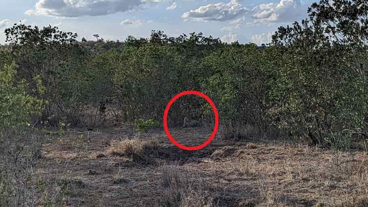 Optical Illusion Answer