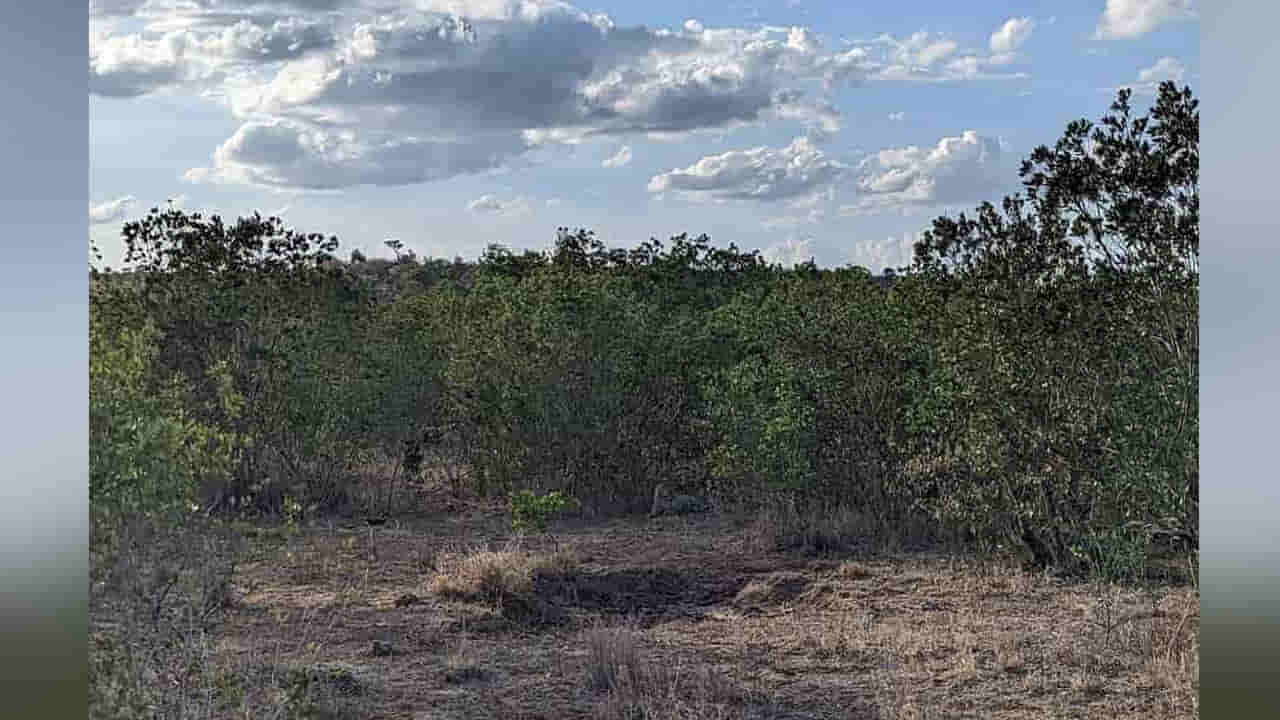 Optical illusions: ఈ ఫొటోలో పులి కనిపించిందా.? 100లో 90 మంది ఫెయిల్‌ అయ్యారు, మరీ మీరు..