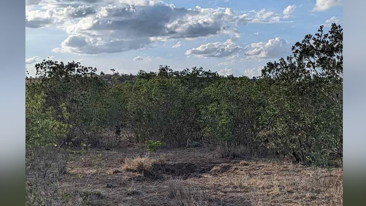 Optical illusions: ఈ ఫొటోలో పులి కనిపించిందా.? 100లో 90 మంది ఫెయిల్‌ అయ్యారు, మరీ మీరు..