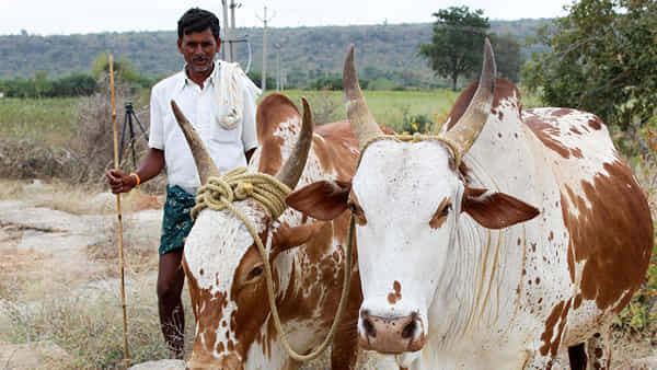 Pashu Kisan Card: పాడి రైతులకు కేంద్రం బంపరాఫర్.. రూ. 3 లక్షలు ఆర్థిక సాయం పొందే అవకాశం..