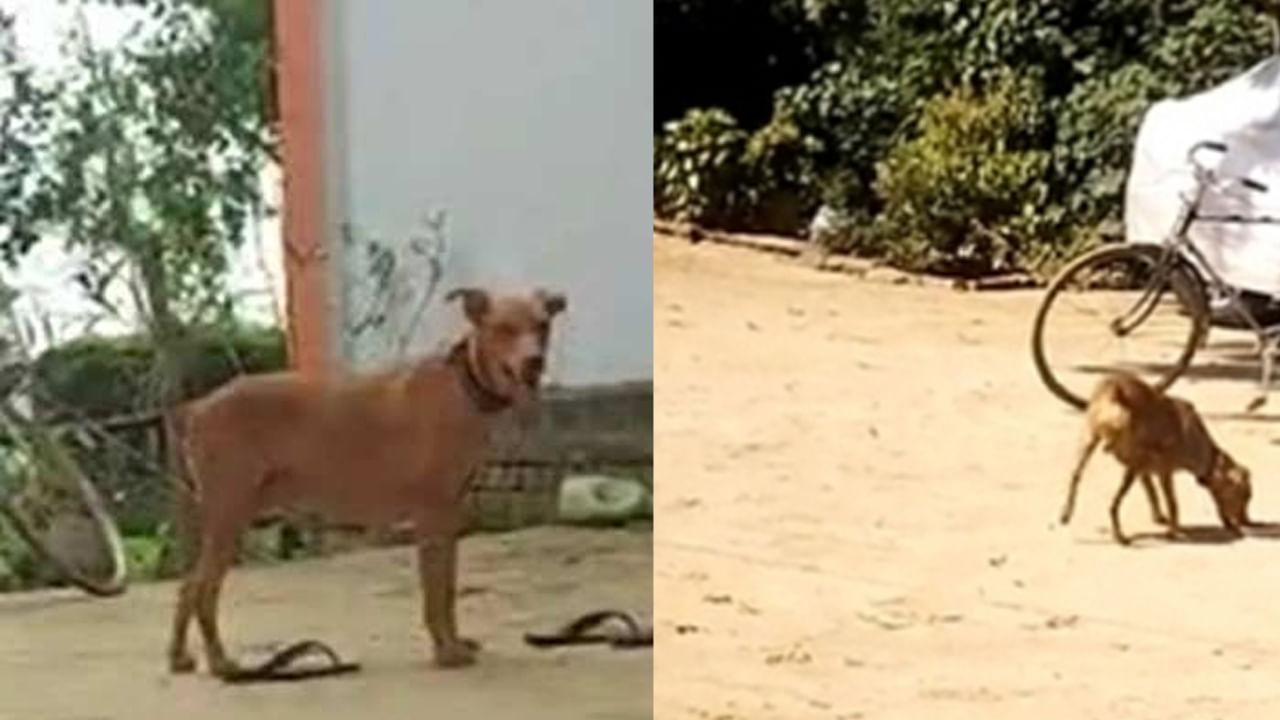 Pet Dog Kill Snake: యజమాని ప్రాణాలను కాపాడడం కోసం పాముతో పోరాడిన కుక్క.. విశ్వాసం అంటే నీదే అంటున్న నెటిజన్లు