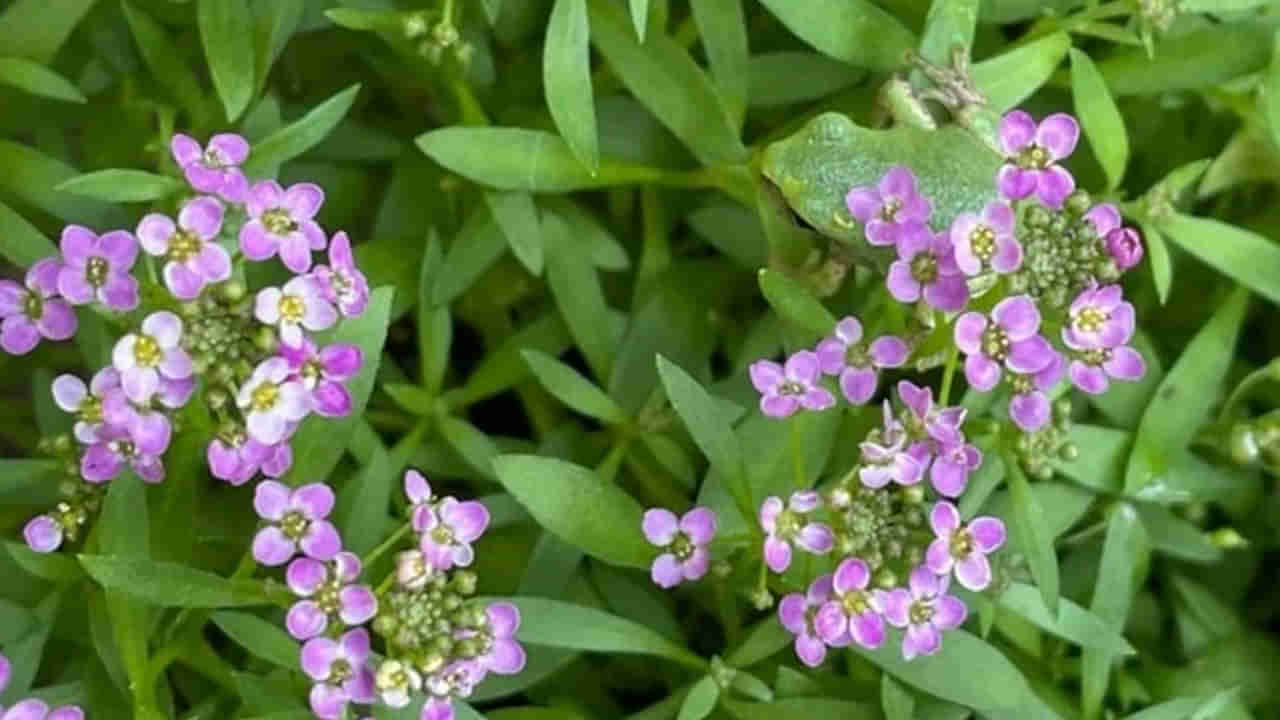 Photo Puzzle: మాయా లేదు.. మంత్రం లేదు.. ఈ ఫోటోలో రహస్యాన్ని కనిపెడితే మీరే తోపు..