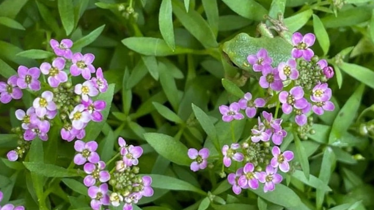 Photo Puzzle: మాయా లేదు.. మంత్రం లేదు.. ఈ ఫోటోలో రహస్యాన్ని కనిపెడితే మీరే తోపు..