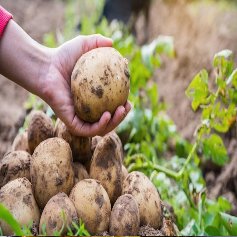 బంగాళాదుంప గ్లైసెమిక్ సూచిక సుమారు 70. గ్లైసెమిక్ ఇండెక్స్ 70 కంటే ఎక్కువ ఉన్న ఆహారాలు ఆరోగ్యానికి హానికరం. మధుమేహ వ్యాధిగ్రస్తులు బంగాళదుంపలు తినవచ్చు. కొత్త బంగాళాదుంపలను తినడం మధుమేహ వ్యాధిగ్రస్తులకు ప్రయోజనకరంగా ఉంటుంది. ఆకు కూరలతో కలిపి బంగాళాదుంపలను తింటే ఆరోగ్య ప్రయోజనాలు అందుతాయి. మధుమేహ వ్యాధిగ్రస్తులు రోజుకు 200 గ్రాముల కార్బోహైడ్రేట్లను తీసుకోవచ్చు. 