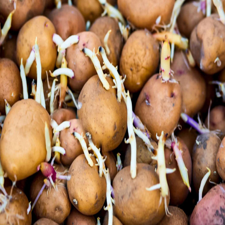 పోషకాలు సమృద్ధిగా ఉండే బంగాళదుంపలు శరీరాన్ని ఆరోగ్యంగా ఉంచే పిండి పదార్ధాలతో పాటు విటమిన్లు, మినరల్స్, ఫైబర్ కలిగి ఉంటాయి. యాంటీ ఆక్సిడెంట్ గుణాలు పుష్కలంగా ఉన్న బంగాళదుంపలో విటమిన్ సి కూడా ఉంటుంది, ఇది శరీరాన్ని ఆరోగ్యంగా ఉంచుతుంది. బంగాళదుంపలలో ఉండే మరో ప్రధాన పోషకం పొటాషియం. 