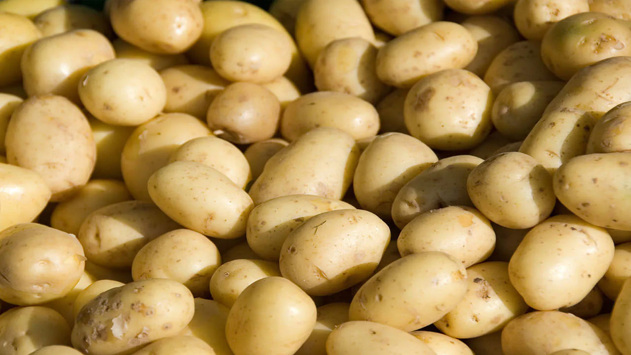 బంగాళాదుంప అనేది చాలా మంది ప్రజలు తినడానికి ఇష్టపడే కూరగాయ. రక్తంలో చక్కెరను పెంచడంలో ప్రజలకు ఇష్టమైన కూరగాయలు నిజంగా ప్రభావవంతంగా ఉంటాయి. మధుమేహ వ్యాధిగ్రస్తులు బంగాళాదుంప తినాలా వద్దా అని నిపుణుల నుండి తెలుసుకుందాం. ఏ వ్యాధులలో ఈ కూరగాయ హానికరం.