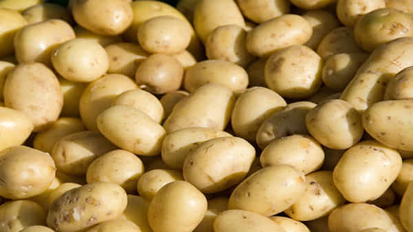 Potato for Diabetics: బంగాళదుంప తినడం వల్ల షుగర్ పెరుగుతుందా? ఇలా తింటే సేఫ్ అంటున్న వైద్యులు
