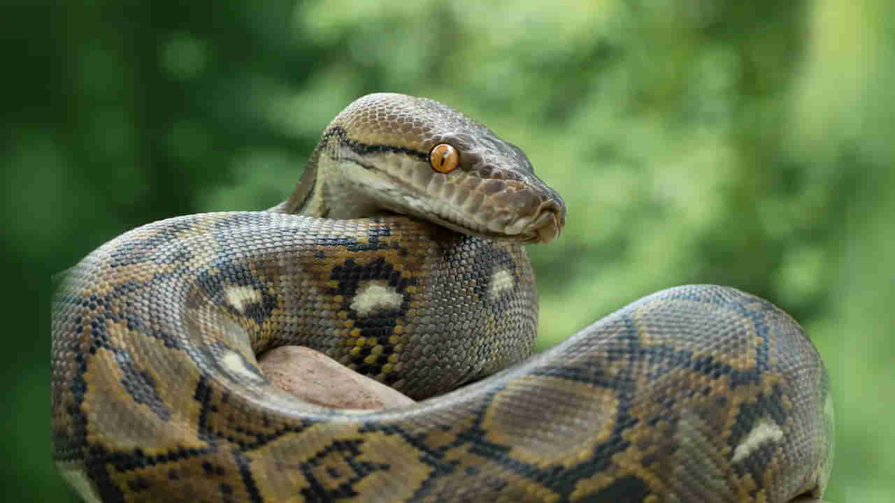 Viral Video: రెండు భారీ కొండ చిలువలు.. మధ్యలో ఒక వ్యక్తి.. వీడియో చూస్తే గుండెలు అదరాల్సిందే