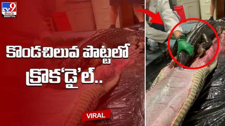 మొసలిని మింగిన కొండచిలువ.. చివరికి అతి కష్టం మీద.. ?? మొసలిని మింగిన కొండచిలువ.. చివరికి అతి కష్టం మీద.. ??