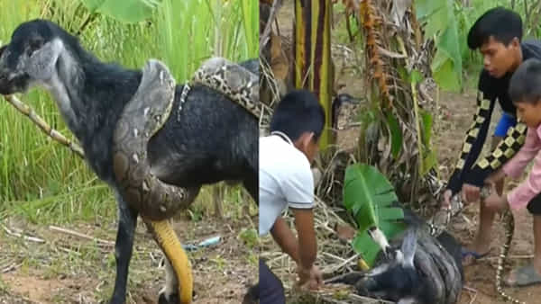 Python: వీళ్లు పిల్లలు కాదు పిడుగులు.. మేకను మింగేందుకు యత్నించిన కొండచిలువను ఏం చేశారో తెలిస్తే షాక్ అవుతారు