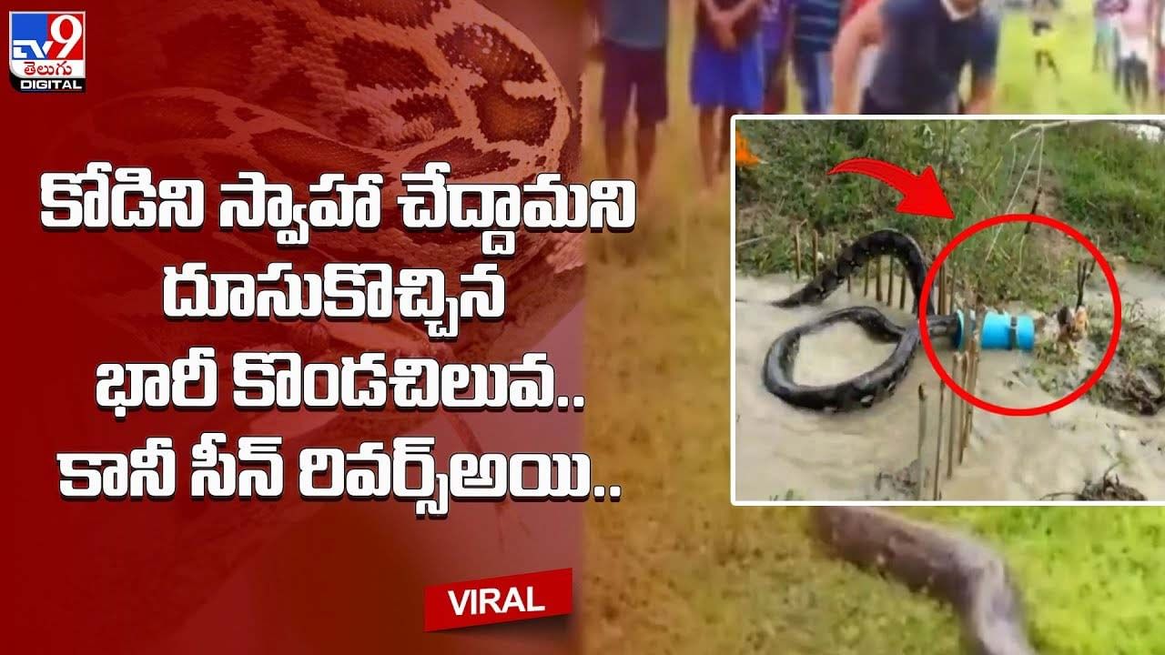 కోడిని స్వాహా చేద్దామని దూసుకొచ్చిన భారీ కొండచిలువ.. కానీ సీన్‌ రివర్స్ ...