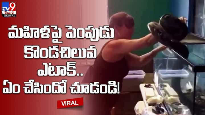 మహిళపై పెంపుడు కొండచిలువ ఎటాక్.. ఏం చేసిందో చూడండి !! మహిళపై పెంపుడు కొండచిలువ ఎటాక్.. ఏం చేసిందో చూడండి !!