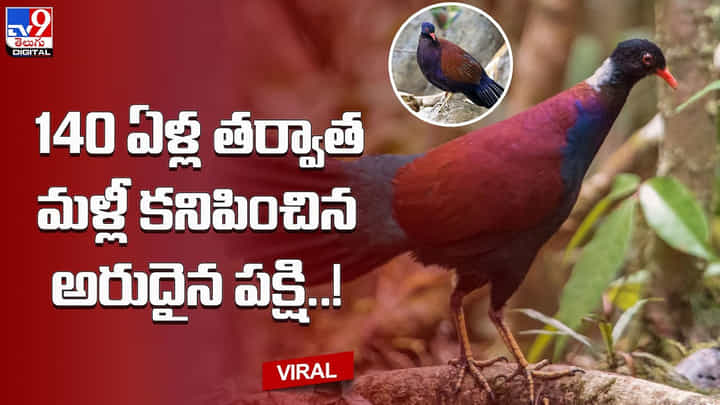 Rare Bird: 140 ఏళ్ల తర్వాత మళ్లీ కనిపించిన అరుదైన పక్షి !! Rare Bird: 140 ఏళ్ల తర్వాత మళ్లీ కనిపించిన అరుదైన పక్షి !!