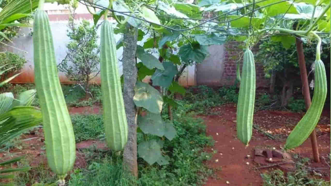 Ridge Gourd Benefits: బీరకాయతో బోలెడు ప్రయోజనాలు.. ఇలా చేస్తే ఎంతటి జ్వరమైనా పరార్..!