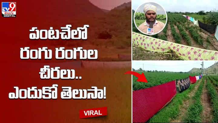 పంటచేలో రంగు రంగుల చీరలు.. ఎందుకో తెలుసా ?? పంటచేలో రంగు రంగుల చీరలు.. ఎందుకో తెలుసా ??