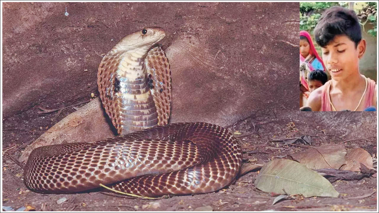 Snake: ఇదే కోపంరా బాబు.. తనను కాటేసిందని పామునే కొరికి చంపేసిన 8 ఏళ్ల బాలుడు
