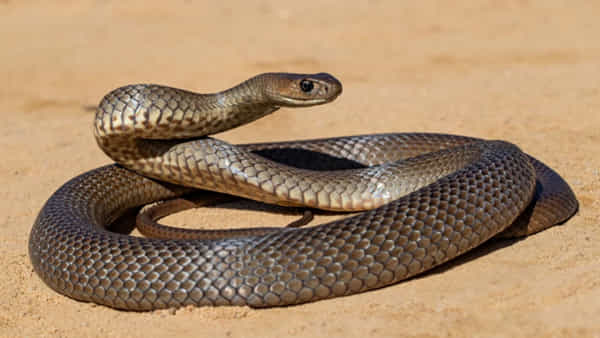 Cobra: ఇంట్లోకి చొరబడిన పాము.. ఆ కుటంబమంతా కలిసి ఏం చేశారో తెలిస్తే షాకే..