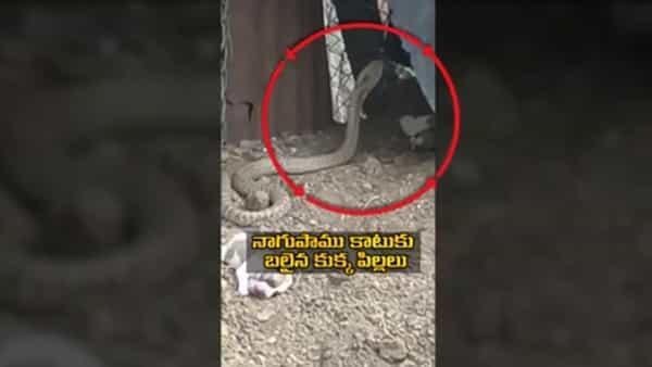 Watch Video: పాలిస్తున్న తల్లి కుక్క.. అంతలోనే దూసుకొచ్చిన పాము.. మూడు కుక్క పిల్లలు బలి..