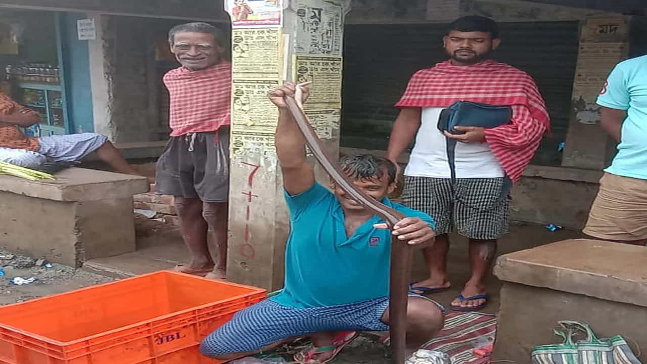 బసిర్హట్లోని మారుమూల సుందర్బన్స్లోని హింగల్గంజ్లోని రాయమంగల్ నదిలో మత్స్యకారుడు అనుప్ మండల్ వలలో భారీ చేప చిక్కుకుంది. చేప చూసేందుకు దాదాపు పాములాగే కనిపిస్తుంది.