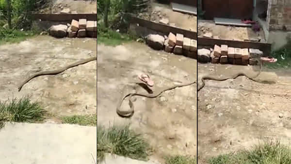 Snake Video: చెప్పు దొంగ ఈ పాము.. ఎప్పుడైనా మీరు చూశారా.. నీకు కాళ్లు లేవుగా ఏమి చేస్తామంటున్న నెటిజన్లు..