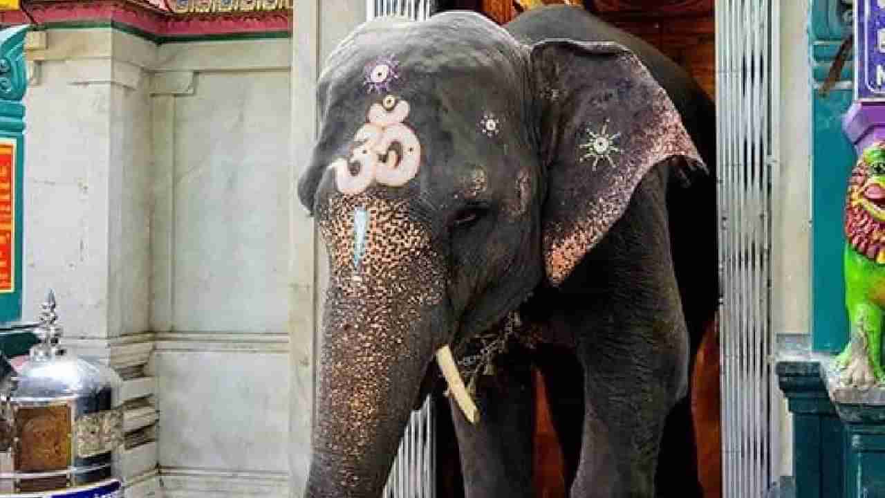 Temple Elephant: వినాయకుడి ఆలయంలోని గజరాజు ‘లక్ష్మి’ మృతి.. శోకసంద్రంలో మునిగిన భక్తులు, స్థానికులు..