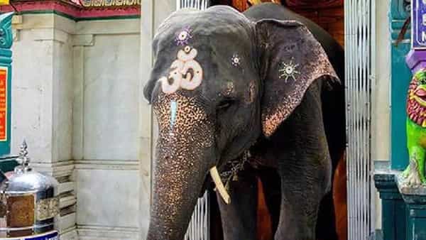 Temple Elephant: వినాయకుడి ఆలయంలోని గజరాజు ‘లక్ష్మి’ మృతి.. శోకసంద్రంలో మునిగిన భక్తులు, స్థానికులు..