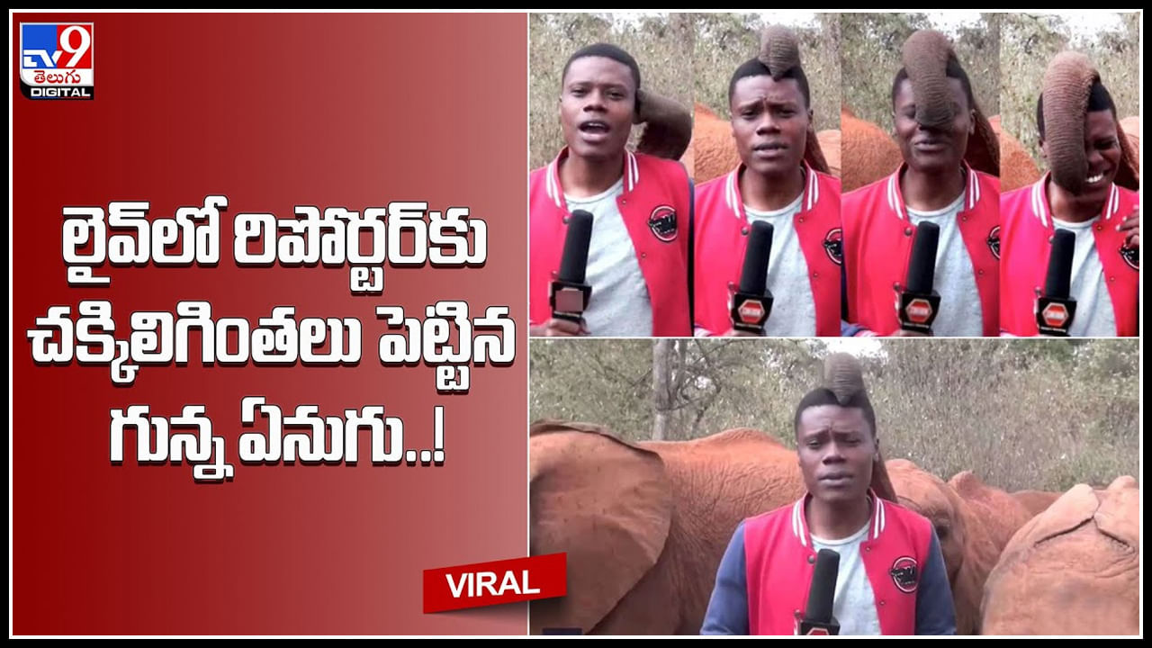 Elephant Viral Video: లైవ్‌లో రిపోర్టర్‌కు చక్కిలిగింతలు పెట్టిన గున్న ఏనుగు..! వైరల్ అవుతున్న ఏనుగు వీడియో.