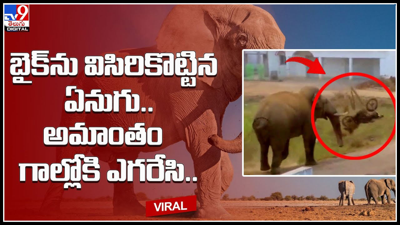 Elephant Viral Video: బైక్‌ను విసిరికొట్టిన ఏనుగు..  అమాంతం గాల్లోకి ఎగరేసి.. వామ్మో వీడియో చూస్తే షాకే..!