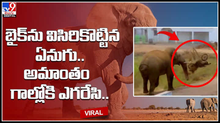 Elephant Viral Video: బైక్ను విసిరికొట్టిన ఏనుగు.. అమాంతం గాల్లోకి ఎగరేసి.. వామ్మో వీడియో చూస్తే షాకే..! Elephant Viral Video: బైక్ను విసిరికొట్టిన ఏనుగు.. అమాంతం గాల్లోకి ఎగరేసి.. వామ్మో వీడియో చూస్తే షాకే..!