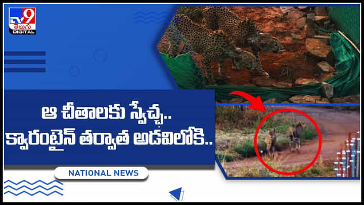 Cheetahs Released: ఆ చీతాలకు స్వేచ్ఛ.. క్వారంటైన్ తర్వాత అడవిలోకి.. ఆఫ్రీకానుంచి భారత్కు వచ్చిన అతిధులు.. Cheetahs Released: ఆ చీతాలకు స్వేచ్ఛ.. క్వారంటైన్ తర్వాత అడవిలోకి.. ఆఫ్రీకానుంచి భారత్కు వచ్చిన అతిధులు..