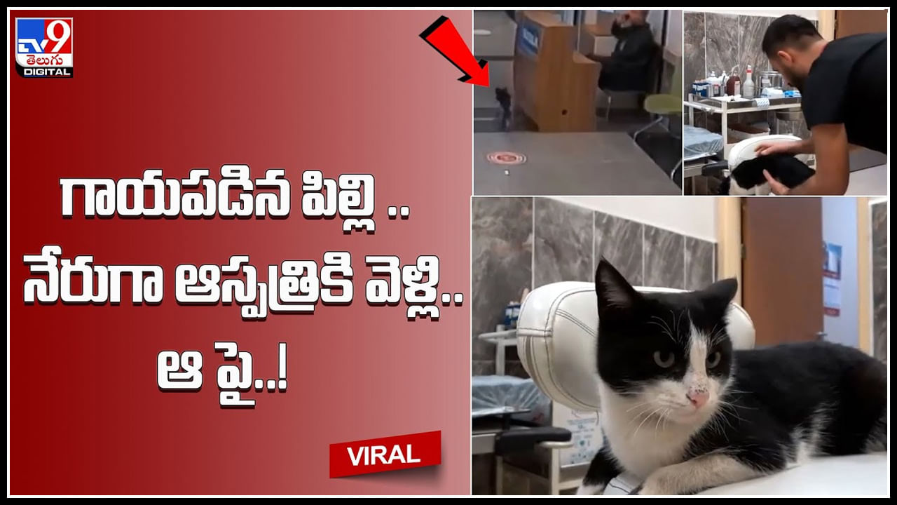 Cat funny sale videos in telugu